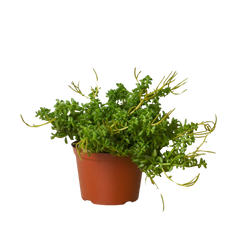 Peperomia 'Axillaris'