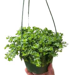 Peperomia Deppeana