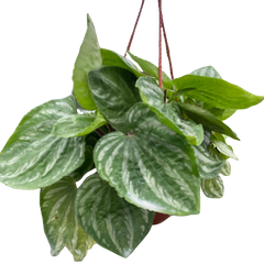 Peperomia Ecuador
