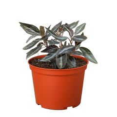 Peperomia 'Metallica'