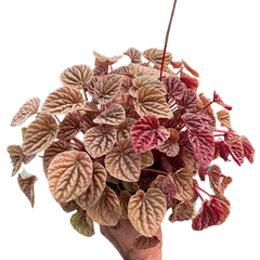 Peperomia 'Quito'