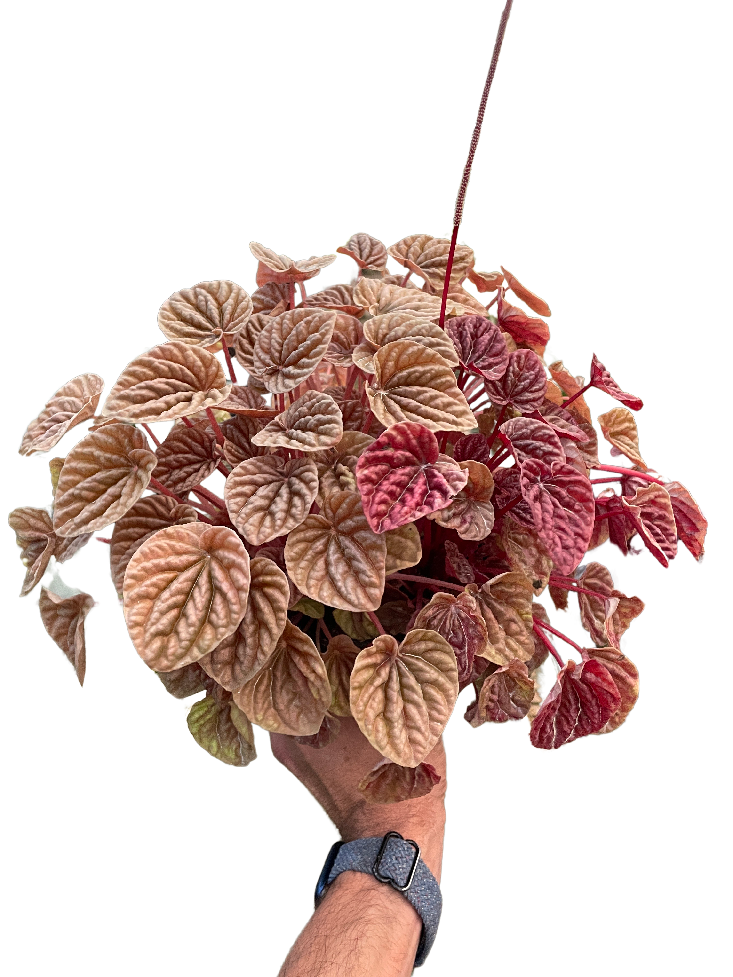 Peperomia 'Quito'