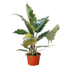 Philodendron Choco Empress