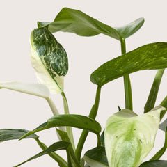 Philodendron Jose Bueno