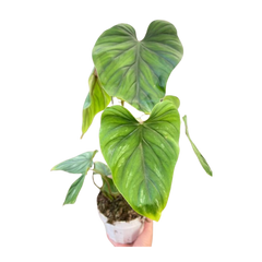 Philodendron PlowManii
