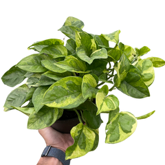 Pothos 'Lemon Meringue'