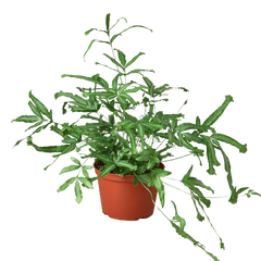 Pteris Cretica 'Mayi' Fern - 6" Pot