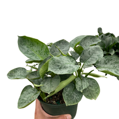 Schismatoglottis 'Sarawak'