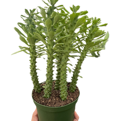 Euphorbia 'Sausage Spurge'