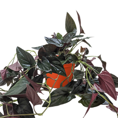 Syngonium 'Red Arrow'