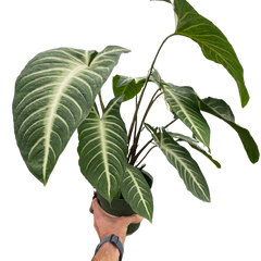 Xanthosoma 'Lendenii'