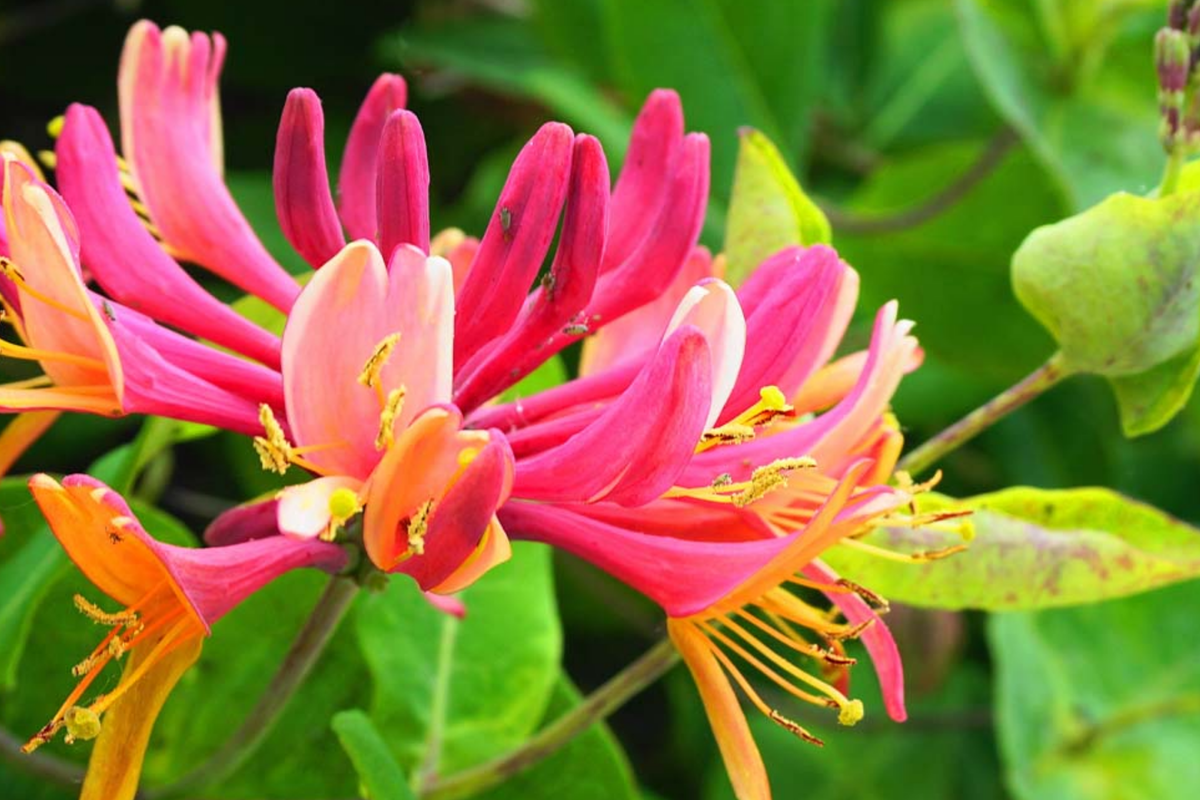 6 Honeysuckle Plant Cuttings | Fragrant Vine | No Roots | 6"-8" Long | Fast Growing | Easy to Propagate