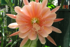 Epiphyllum Orchid Cactus "˜King Midas’ Cutting | 8"-10" Long | Large Vibrant Blooms | Hybrid Epiphyllum Cutting