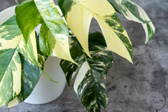Pothos Epipremnum Pinnatum Albo Variegata Cuttings, Beautiful Fenestrated Leaves, Low Maintenance, Ideal for Climbing