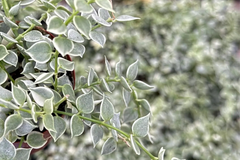 Dischidia ruscifolia | Million Hearts Cutting | Unique Indoor Plant | Easy-Care Hanging Vine | 1 Unrooted Cutting