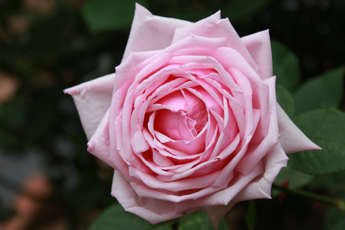 French Rose Cuttings (4) - Climbing Rose for Fences, Arches & Entryways, Elegant Victorian Garden Decor
