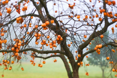 18"-24" American Persimmon Tree - Live Bare Root Plant - Diospyros Virginiana - Hardy Zones 3-8 - Delicious Deciduous Fruit Tree