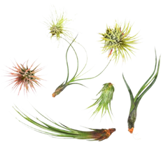7 Air Plant Variety Pack - Tillandsias