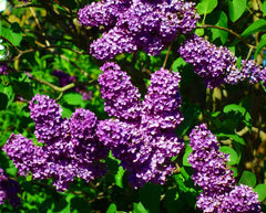 2 Old-Fashioned Lilac Bushes (Syringa vulgaris) Bareroot 1–2ft | Fragrant Purple Blooms | Hardy Flowering Shrubs