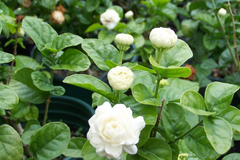 1 Starter Plant of Grand Duke of Tuscany Jasmine  - Live Bare Root, 2-5 Inches Tall - Super Fragrant Flowers for Indoor or Outdoor Gardens
