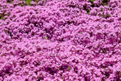 Creeping Thyme Seeds | Bulk Non-GMO Pink Groundcover Seeds | Thymus serpyllum