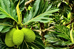 Grafted Breadfruit Tree (Artocarpus altilis) – Tropical Live Fruit Tree, 3′-4′ Tall, Fast Yield & High-Quality Fruit