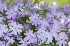 100+ Blue Emerald Creeping Phlox Seeds – Ground Cover Flowers, USA Grown, Vibrant Blooming Garden Starter –
