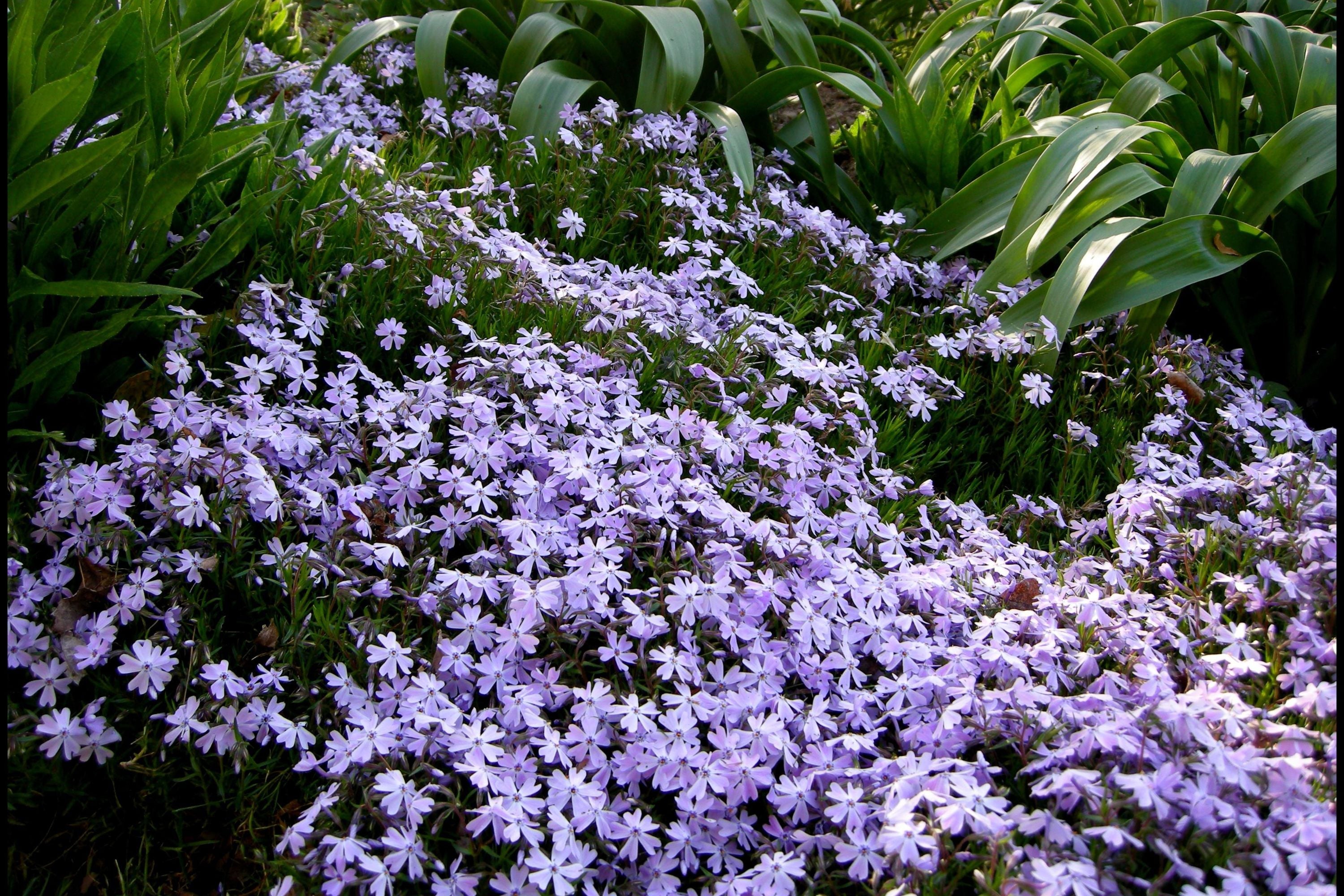 100+ Blue Emerald Creeping Phlox Seeds – Ground Cover Flowers, USA Grown, Vibrant Blooming Garden Starter –