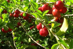 Big Acerola Tree 12’-24’ Live Tropical Fruit Tree | Vitamin C-Rich Barbados Cherry Plant | Compact & Elegant for Gardens or Pots