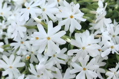 Snowflake Creeping Phlox Seeds - 100+ White Ground Cover Seeds - USA Grown -  - Drought Tolerant - Butterfly Garden - Perennial