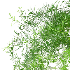 Fern 'Sprengeri'