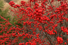 250mg Ilex Verticillata, Winterberry Holly, Deciduous Shrub Seeds, Hardy Berry Plant