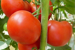 Tomato Legend Seeds 100mg | Solanum lycopersicum | Non-GMO, Early Harvest, Disease-Resistant, Sweet & Juicy, Ideal for Gardens