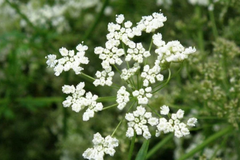 250mg Anise Herb Seeds | Pimpinella anisum | Culinary & Medicinal Herb for Flavorful Teas and Baked Goods