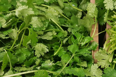 1000pcs Cilantro Seeds for Planting - Heirloom Coriander - Non-GMO Culinary Herb