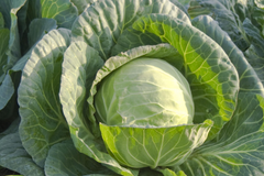 1g Cabbage Danish Ballhead Seeds Brassica oleracea | Heirloom, Compact, Cold-Hardy, Perfect for Storage & Fresh Use