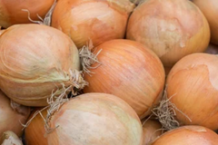 250mg Onion Blanco Duro Seeds Allium cepa | White Globe Onion, Non-GMO, Crisp Flavor, Ideal for Fresh Cooking and Long Storage