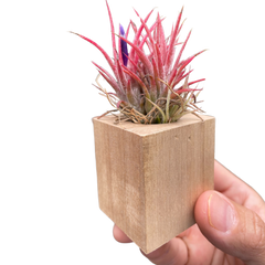 Tillandsia Air Plant Ionantha in Magnetic Wood Planter