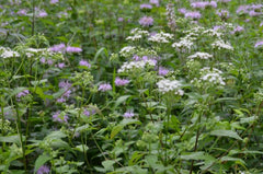 500 Ageratina altissima Seeds | White Snakeroot | Perennial Wildflower for Pollinators, Shade Garden & Native Plant Lovers
