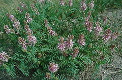 Astragalus bisulcatus Seeds – Twogroove Milkvetch Wildflower, 15 Non-GMO Perennial Seeds, Native Legume for Pollinator Gardens