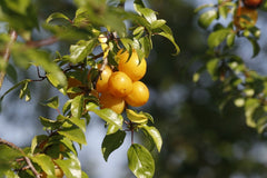 Yellow Plum Tree – Live Rooted Tree up to 2ft Tall, Bareroot – Sweet Golden Plum Fruit Tree, Prunus domestica for Home Orchard