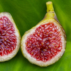 Blava Campanera Fig Cutting - Unrooted 8"+, 3+ Nodes | Rare Spanish Ficus carica, Sweet Dark Fig Tree for Propagation or Grafting