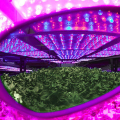 Blurple LED Camera Photo Filter