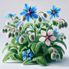 Borage (4x)
