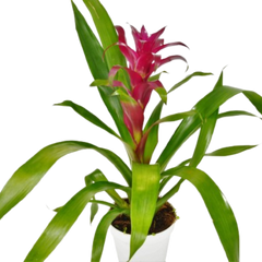 Bromeliad Guzmania 'Purple' - 4" Pot