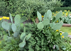 Opuntia Humifusa Prickly Pear Cactus Pads 2 Pounds Eastern Native Cactus Cuttings for Planting