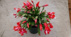 Red Christmas Cactus Schlumbergera Exotic Dancer Cuttings 3 Pieces 2–3 Segments Unrooted Tropical Houseplant