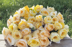 Moonlight Romantica Rose Unrooted Cuttings 3 Fresh 6 Inch Stems for Propagation Ornamental Garden Rose