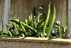 White Dragon Fruit Cuttings 5 Pieces 8 Inch Unrooted Pitaya Cactus Cuttings Ready for Planting