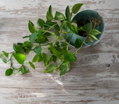 Golden Pothos Live Rooted Cuttings – 6+ Epipremnum aureum Variegated Houseplant Cuttings for Indoor Growing